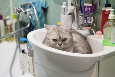 貓躲在浴室洗手台上